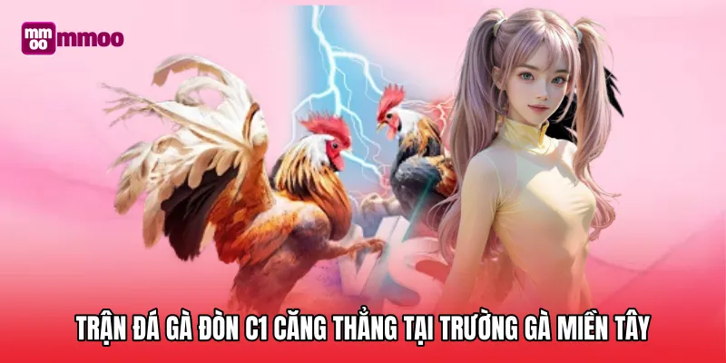 Trận đá gà đòn C1 căng thẳng tại trường gà miền Tây